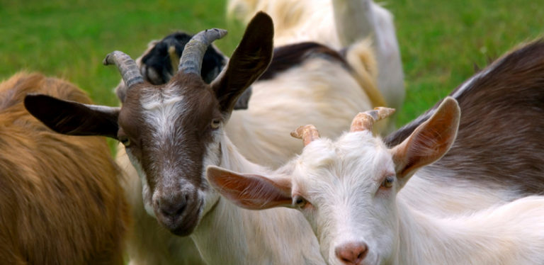 Goats Products | Kenpal Farm Products